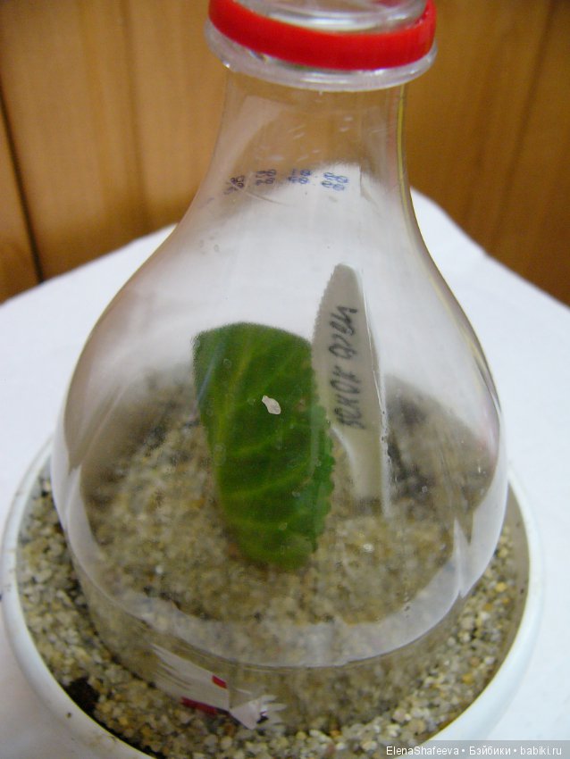 Листая старые журналы... Размножение махровых глоксиний (фото 4)