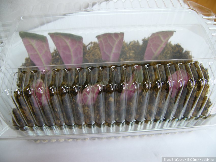 Листая старые журналы... Размножение махровых глоксиний (фото 9)