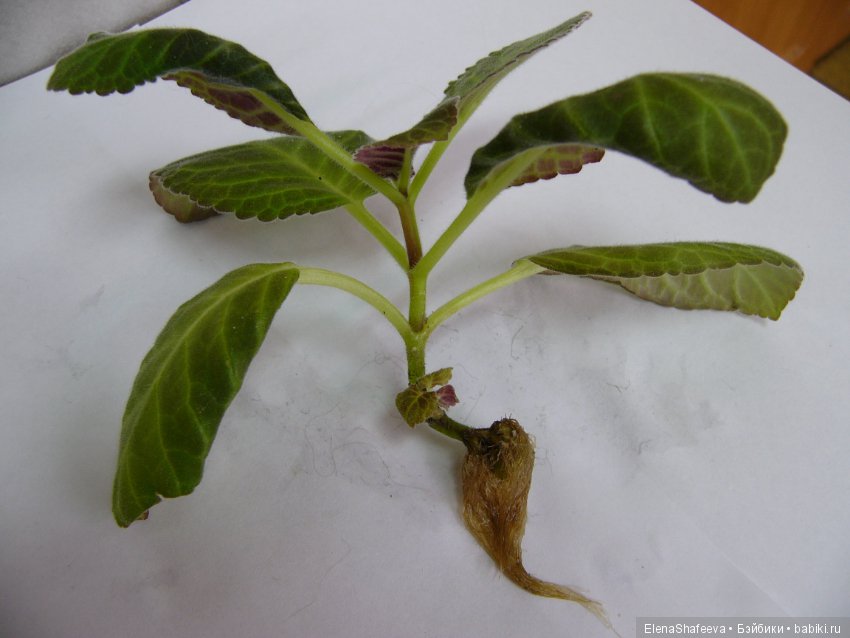 Листая старые журналы... Размножение махровых глоксиний (фото 10)