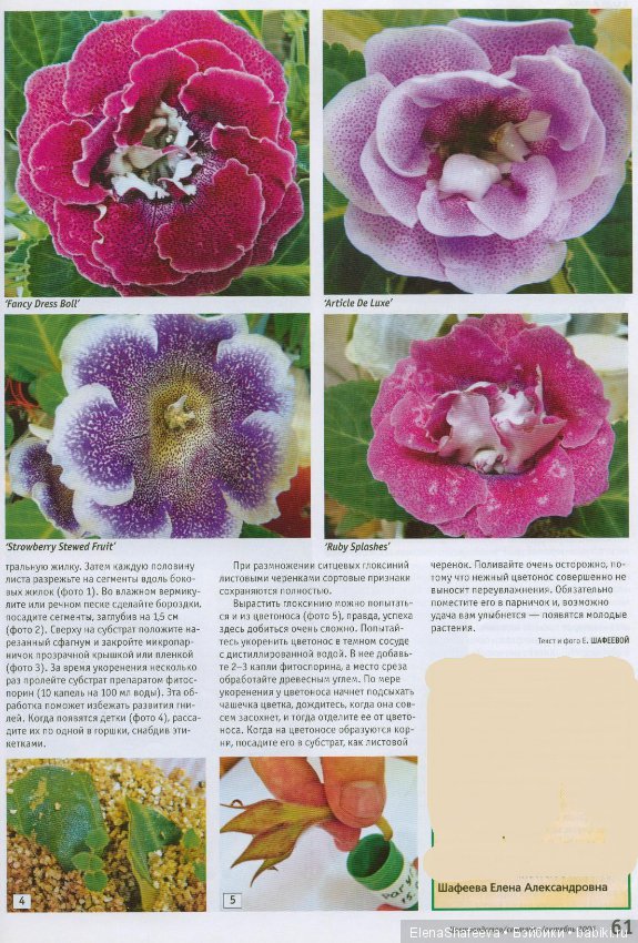 Листая старые журналы... Ситцевые глоксинии (фото 2)