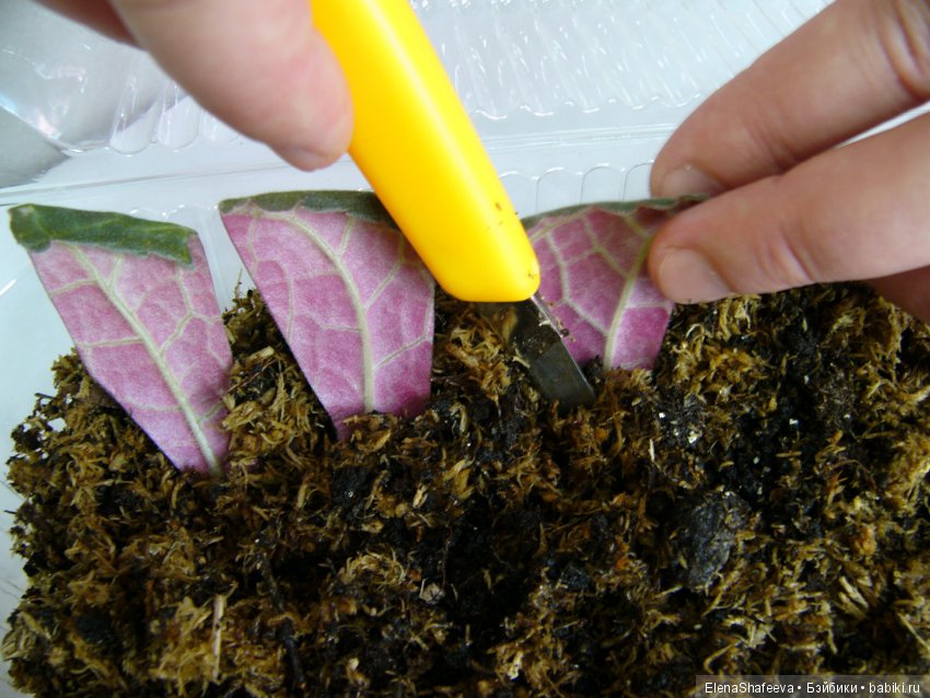 Листая старые журналы... Размножение махровых глоксиний (фото 7)