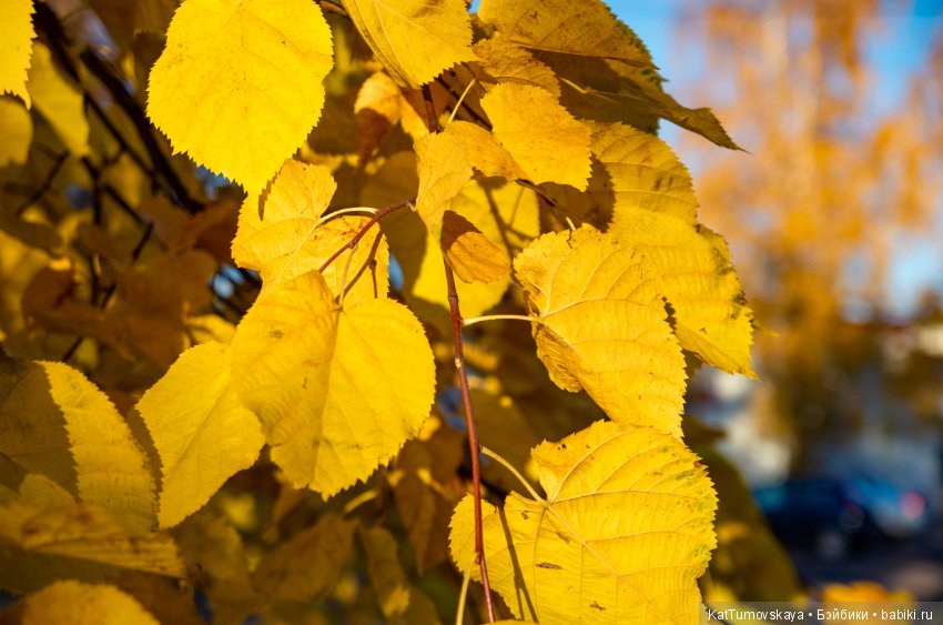 Много золота. Без кукол. Просто ожидание