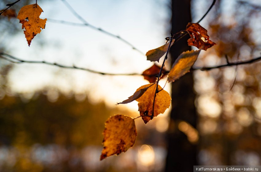 Много золота. Без кукол. Просто ожидание (фото 6)