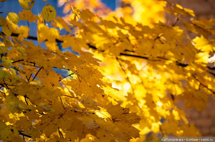 Много золота. Без кукол. Просто ожидание