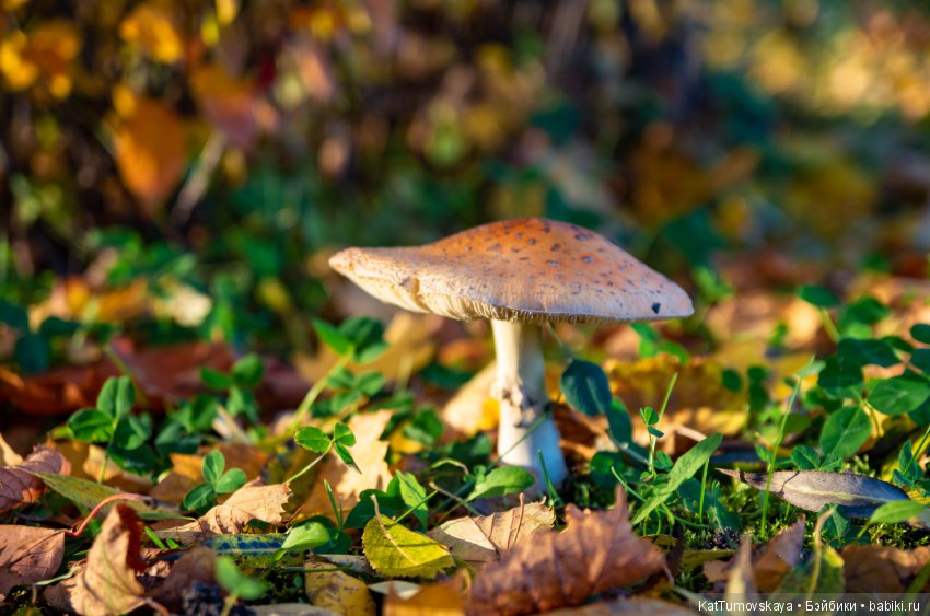 Много золота. Без кукол. Просто ожидание (фото 2)