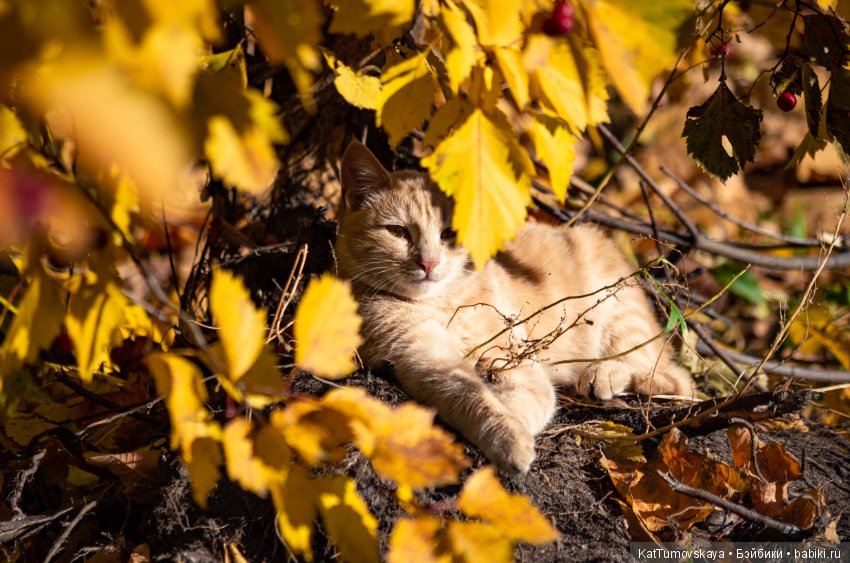 Много золота. Без кукол. Просто ожидание (фото 10)