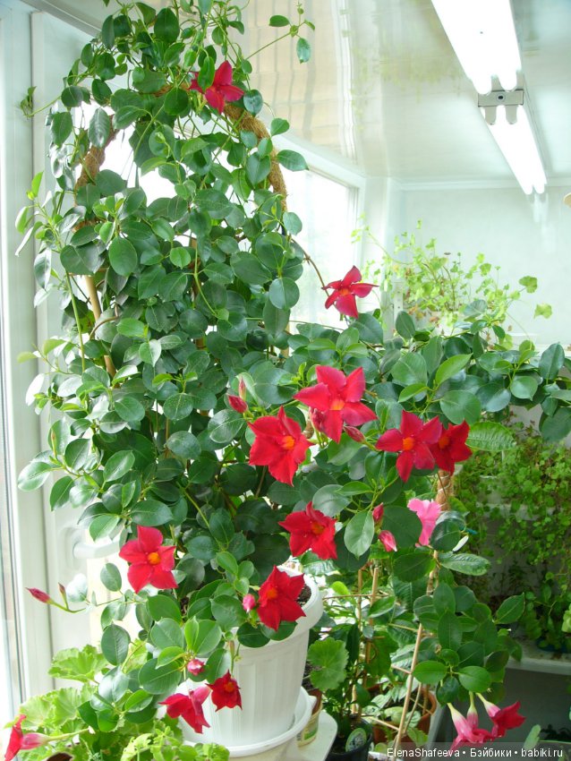 Искусственные или натуральные цветы? Ваше мнение?Продолжаю тему - листая старые журналы