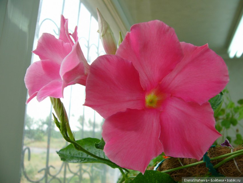 Искусственные или натуральные цветы? Ваше мнение?Продолжаю тему - листая старые журналы (фото 2)