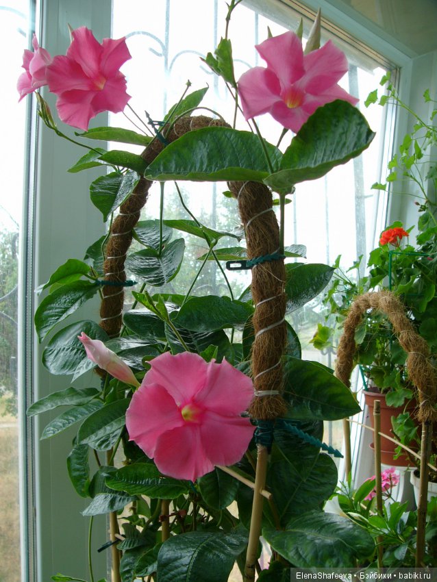 Искусственные или натуральные цветы? Ваше мнение?Продолжаю тему - листая старые журналы (фото 3)