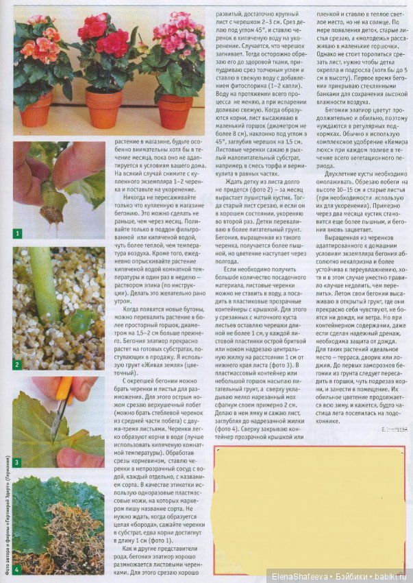 Листая старые журналы...Бегония для зимнего цветения (фото 2)