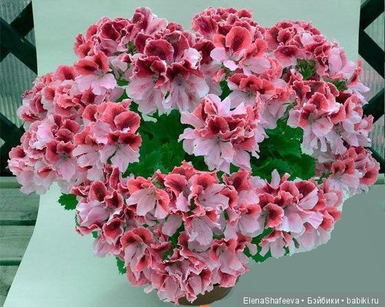 Листая старые журналы...Королевская пеларгония