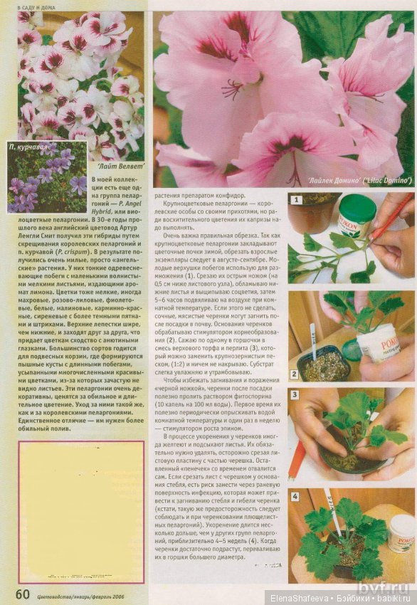 Листая старые журналы...Королевская пеларгония (фото 4)