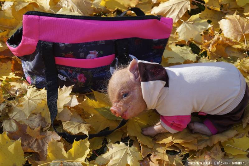 Осенний поросенок Фенечка - кукла реборн Рязановой Елены (фото 7)
