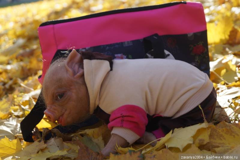 Осенний поросенок Фенечка - кукла реборн Рязановой Елены (фото 8)