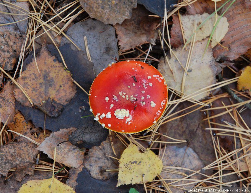 Гулять, так гулять — Куклы Iplehouse (Иплхаус): BJD (БЖД) (фото 8)