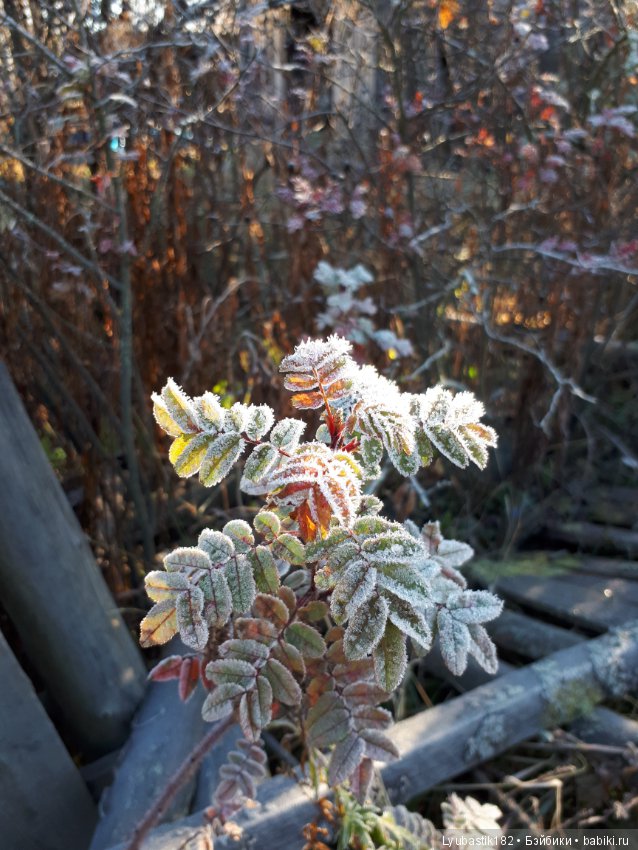 Застывшая красота — Красивая природа и цветы: фото пейзажей