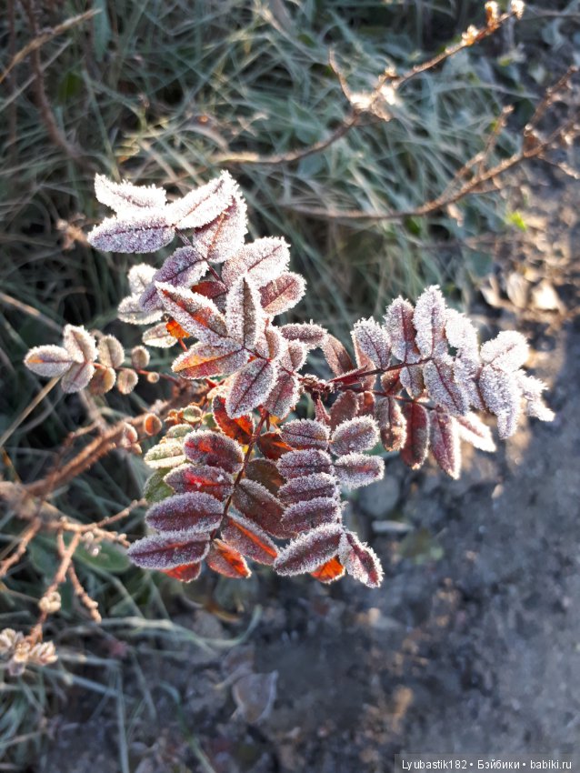 Застывшая красота — Красивая природа и цветы: фото пейзажей (фото 6)