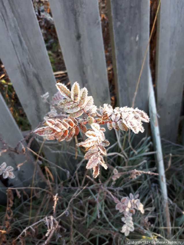 Застывшая красота — Красивая природа и цветы: фото пейзажей (фото 4)