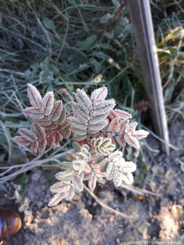 Застывшая красота — Красивая природа и цветы: фото пейзажей (фото 5)