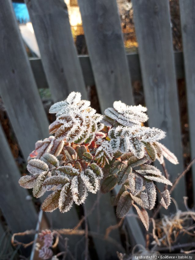 Застывшая красота — Красивая природа и цветы: фото пейзажей (фото 3)