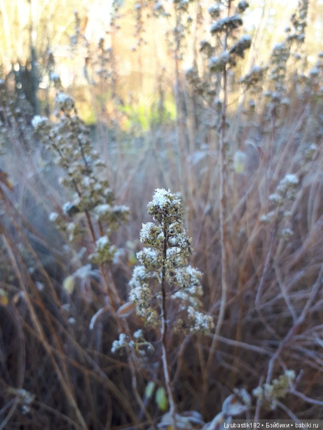Застывшая красота — Красивая природа и цветы: фото пейзажей (фото 7)