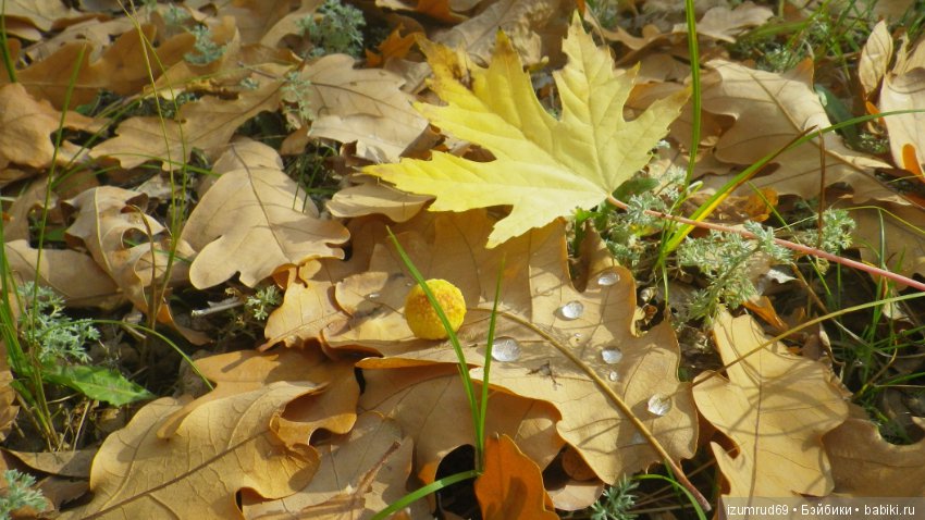 Осень...Осень — Болталка и разговоры обо всем: жизнь