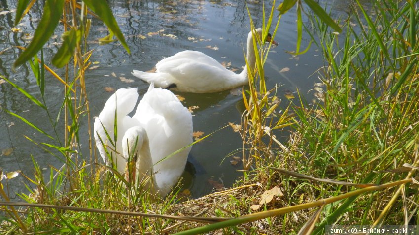 Осень...Осень — Болталка и разговоры обо всем: жизнь