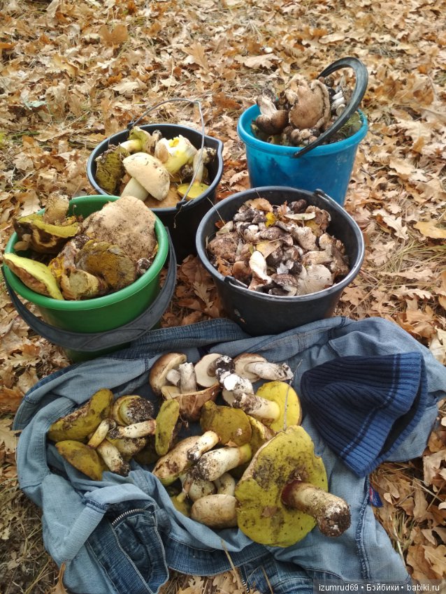 Осень...Осень — Болталка и разговоры обо всем: жизнь