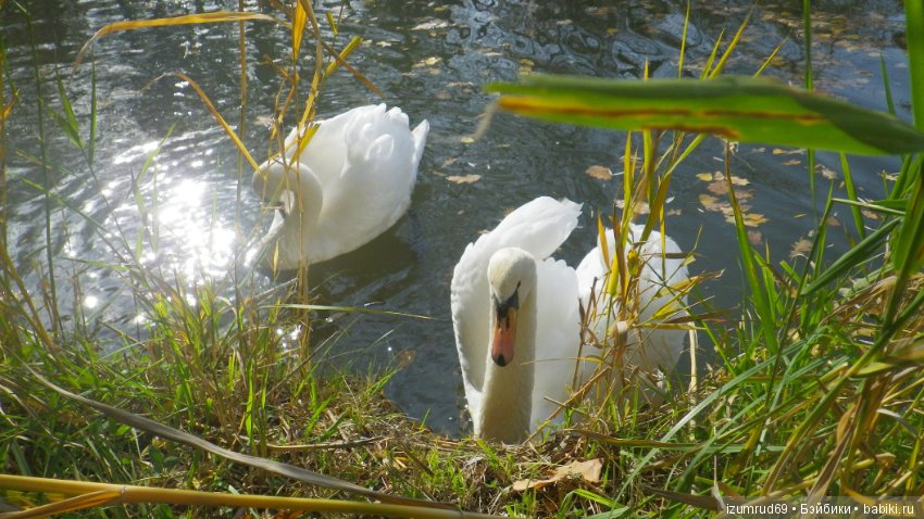 Осень...Осень — Болталка и разговоры обо всем: жизнь