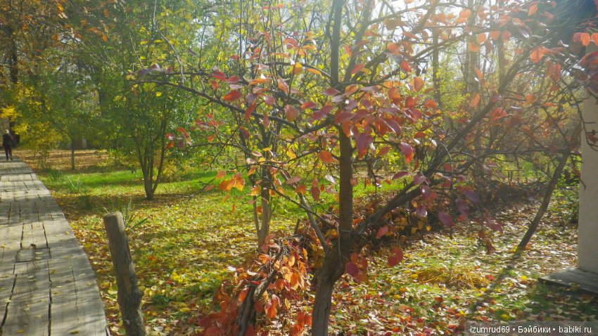 Осень...Осень — Болталка и разговоры обо всем: жизнь (фото 3)