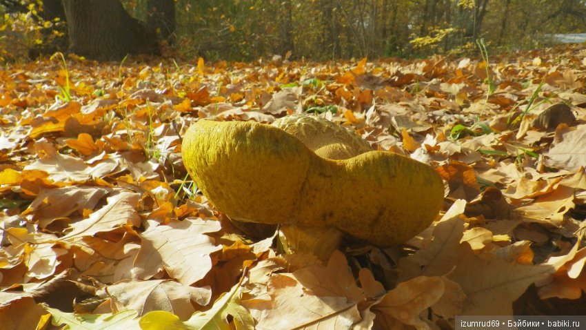Осень...Осень — Болталка и разговоры обо всем: жизнь (фото 9)