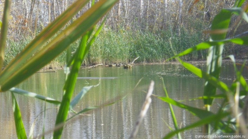 Осень...Осень — Болталка и разговоры обо всем: жизнь (фото 10)