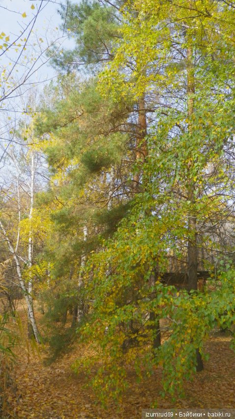 Осень...Осень — Болталка и разговоры обо всем: жизнь (фото 7)