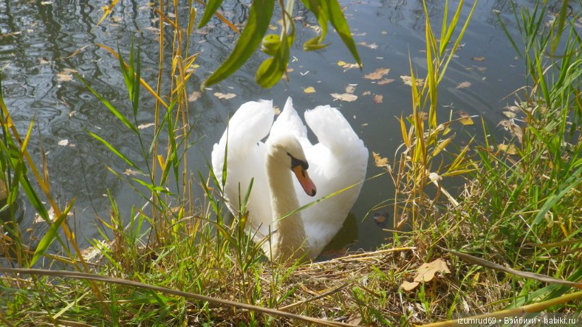 Осень...Осень — Болталка и разговоры обо всем: жизнь