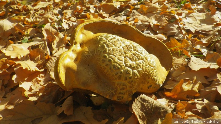 Осень...Осень — Болталка и разговоры обо всем: жизнь (фото 8)