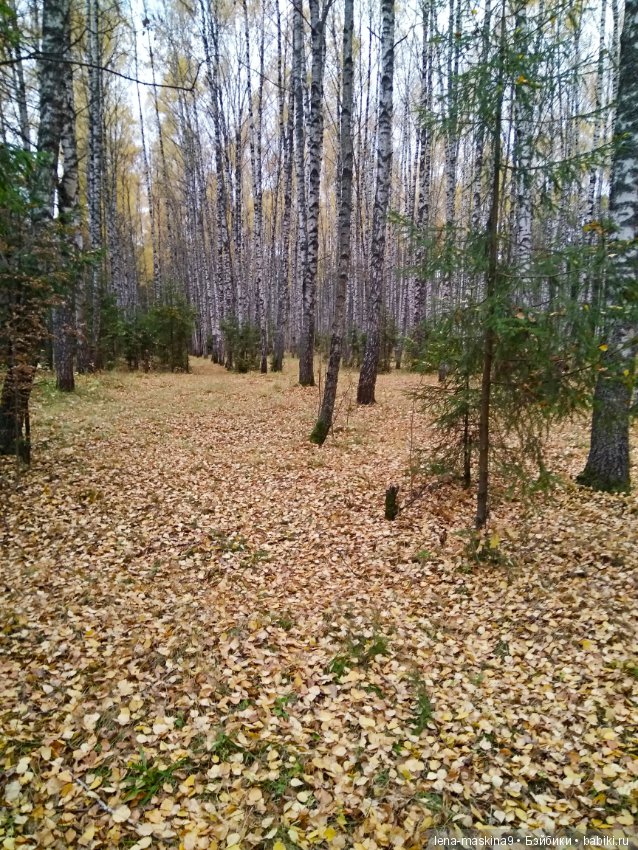 Карамелька в осеннем лесу (фото 6)