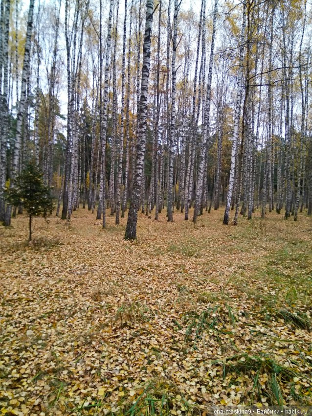 Карамелька в осеннем лесу (фото 5)