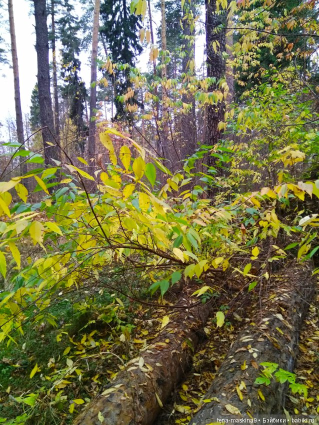 Карамелька в осеннем лесу