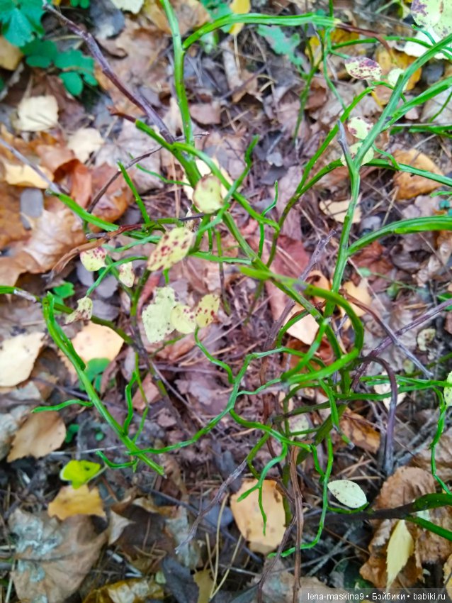 Карамелька в осеннем лесу (фото 10)