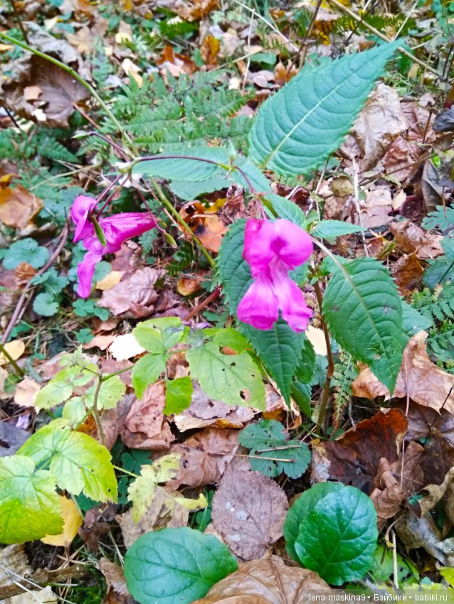 Карамелька в осеннем лесу