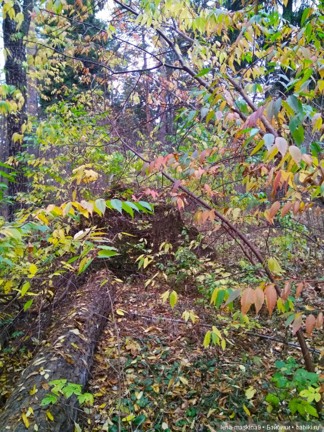 Карамелька в осеннем лесу