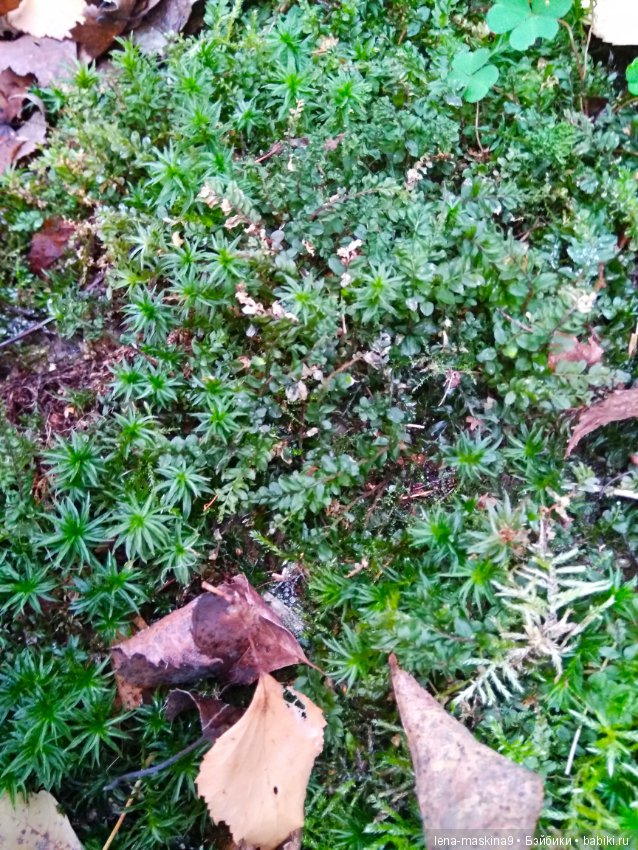 Карамелька в осеннем лесу (фото 2)