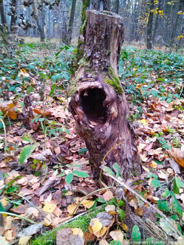 Карамелька в осеннем лесу (фото 4)