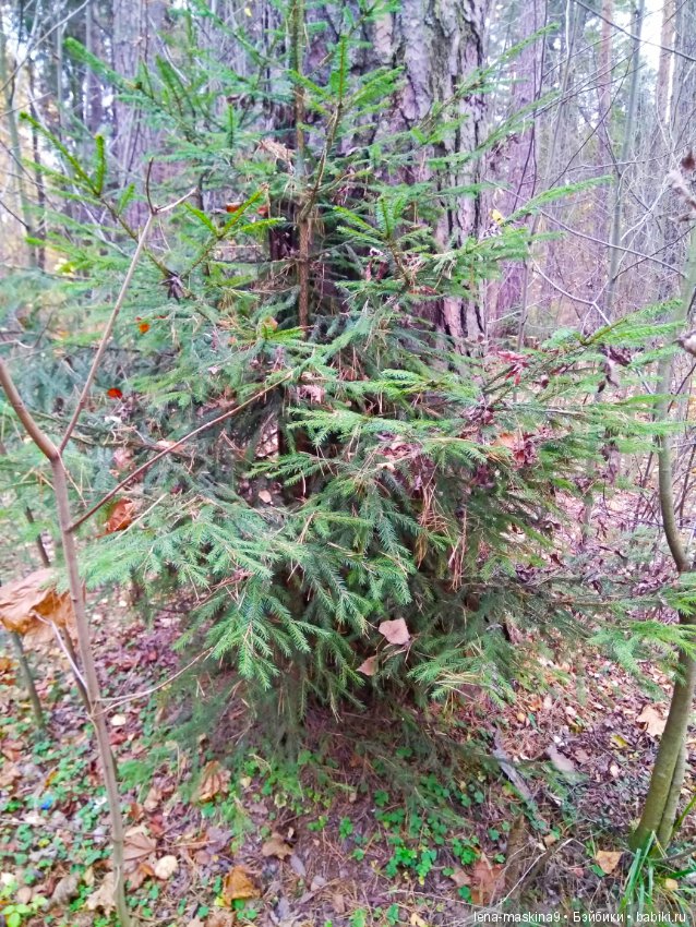 Карамелька в осеннем лесу