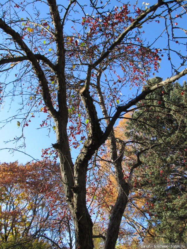 Прекрасная итальянка — Редкие антикварные куклы и реплики: воск (фото 5)