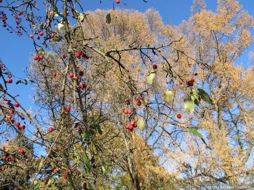 Прекрасная итальянка — Редкие антикварные куклы и реплики: воск (фото 2)