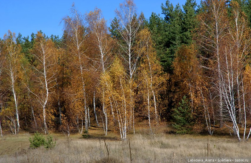 Зайка в осеннем лесу — ООАК Paola Reina (Паола Рейна) и испанских кукол: перерисовка