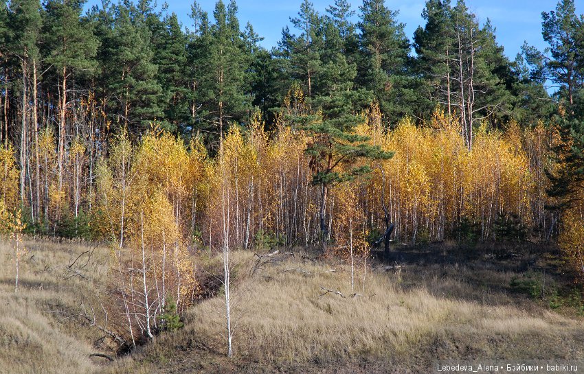Зайка в осеннем лесу — ООАК Paola Reina (Паола Рейна) и испанских кукол: перерисовка (фото 2)