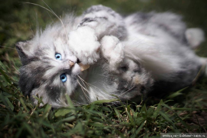 Длинношерстный котенок тедди (фото 2)