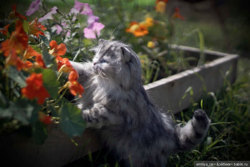 Длинношерстный котенок тедди